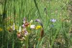 Prairies fleuries - Droit CCGPSL
