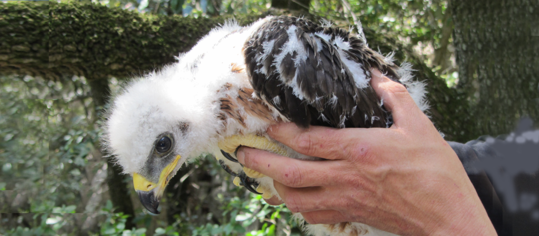 Bagage d'un jeune aigle de Bonelli. Photo : CCGPSL