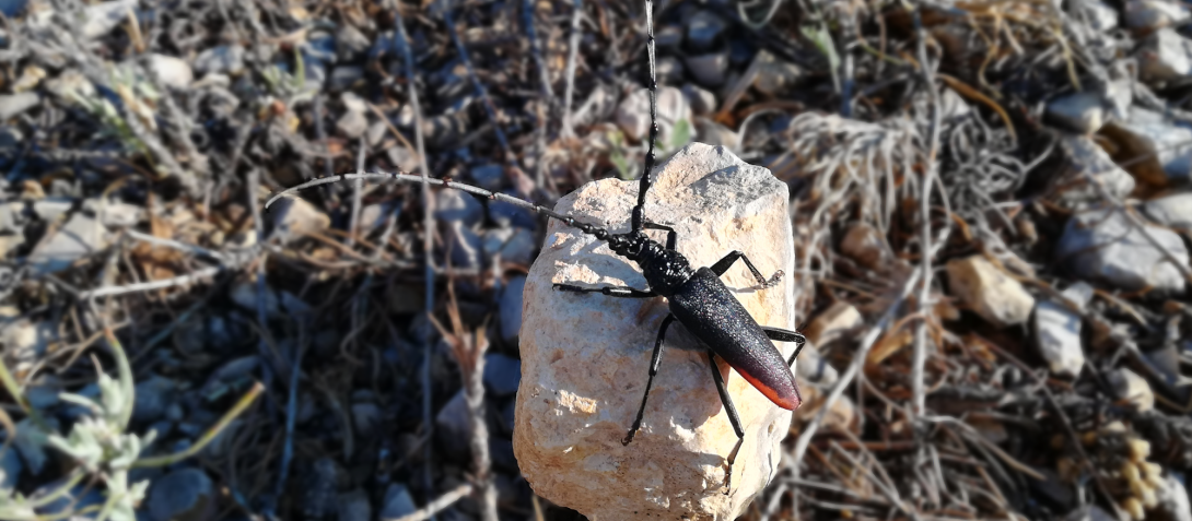 Grand Capricorne du chêne (Cerambyx cerdo). Photo : Thierry Alignan