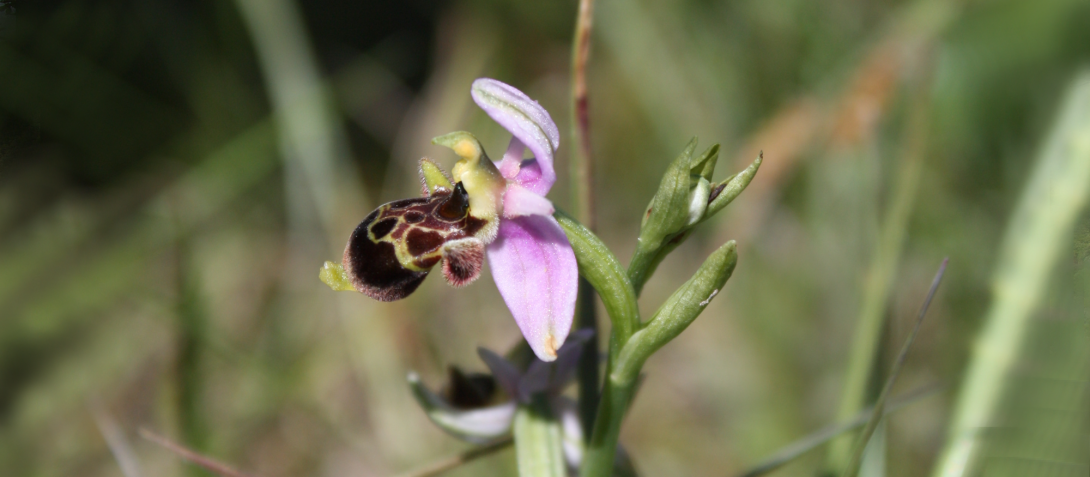 Orchidée. Photo : A. Dieux