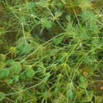 04_eau_oligo-mesotrophe_150x150.jpg